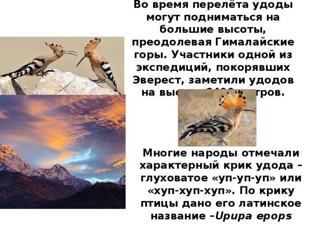 Во время перелёта удоды могут подниматься на большие высоты, преодолевая Гималайские горы. Участники одной из экспедиций, покорявших Эверест, заметили удодов на высоте 6400 метров. Многие народы отмечали характерный крик удода – глуховатое «уп-уп-уп» или «хуп-хуп-хуп». По крику птицы дано его латинское название – Upupa epops 