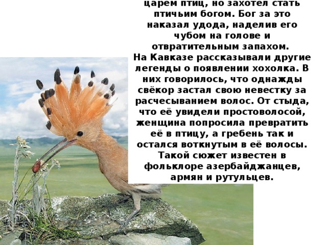 Согласно легенде, бытовавшей на Волыни, удод когда-то был царём птиц, но захотел стать птичьим богом. Бог за это наказал удода, наделив его чубом на голове и отвратительным запахом. На Кавказе рассказывали другие легенды о появлении хохолка. В них говорилось, что однажды свёкор застал свою невестку за расчесыванием волос. От стыда, что её увидели простоволосой, женщина попросила превратить её в птицу, а гребень так и остался воткнутым в её волосы. Такой сюжет известен в фольклоре азербайджанцев, армян и рутульцев. 