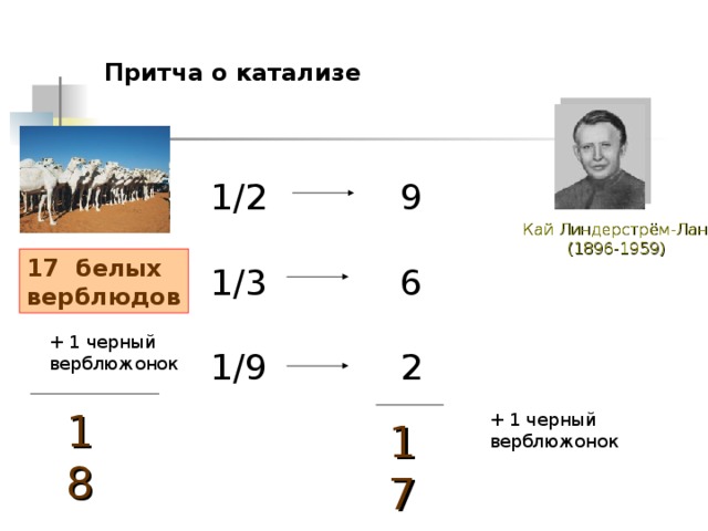 Притча о катализе 1/2 1/3 1/9 9 6 2 Кай Линдерстрём-Ланг  (1896-1959) 17 белых верблюдов + 1 черный верблюжонок 18 + 1 черный верблюжонок 17 