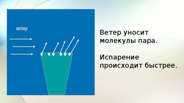 Ветер уносит молекулы пара. Испарение происходит быстрее. 