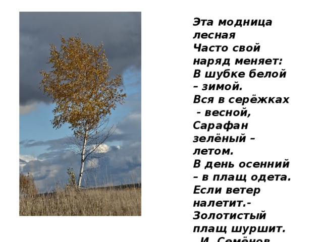    Эта модница лесная  Часто свой наряд меняет:  В шубке белой – зимой.  Вся в серёжках - весной,  Сарафан зелёный – летом.  В день осенний – в плащ одета.  Если ветер налетит.-  Золотистый плащ шуршит.  И. Семёнов.   