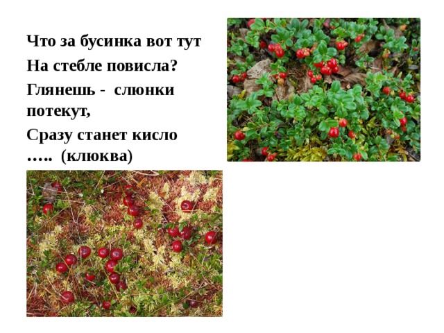 Что за бусинка вот тут На стебле повисла? Глянешь - слюнки потекут, Сразу станет кисло ….. (клюква) 