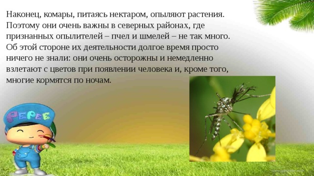 Наконец, комары, питаясь нектаром, опыляют растения. Поэтому они очень важны в северных районах, где признанных опылителей – пчел и шмелей – не так много. Об этой стороне их деятельности долгое время просто ничего не знали: они очень осторожны и немедленно взлетают с цветов при появлении человека и, кроме того, многие кормятся по ночам. 