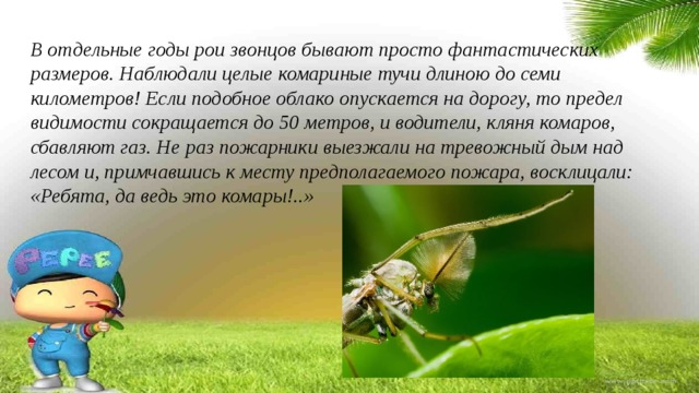 В отдельные годы рои звонцов бывают просто фантастических размеров. Наблюдали целые комариные тучи длиною до семи километров! Если подобное облако опускается на дорогу, то предел видимости сокращается до 50 метров, и водители, кляня комаров, сбавляют газ. Не раз пожарники выезжали на тревожный дым над лесом и, примчавшись к месту предполагаемого пожара, восклицали: «Ребята, да ведь это комары!..» 