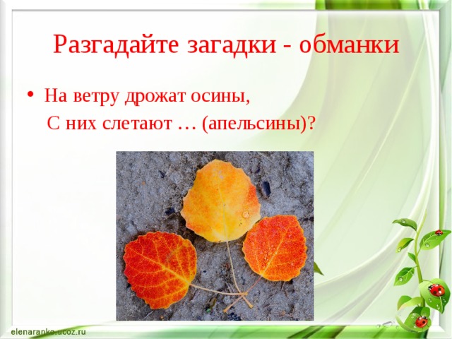 Разгадайте загадки - обманки На ветру дрожат осины,  С них слетают … (апельсины)? 