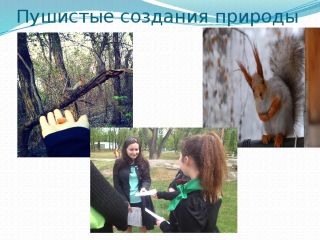 Пушистые создания природы 