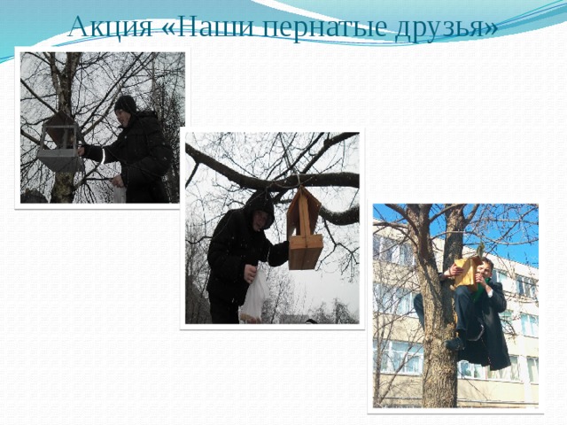 Акция «Наши пернатые друзья»   