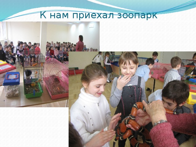 К нам приехал зоопарк 