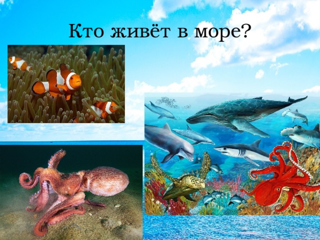 Кто живёт в море? 