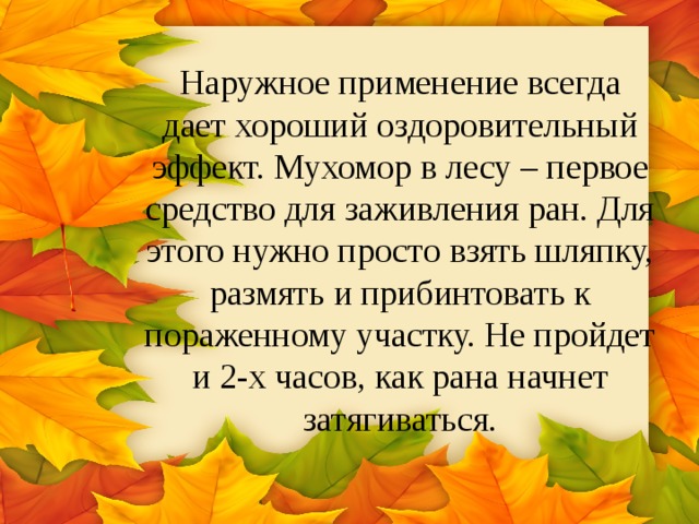 Наружное применение всегда дает хороший оздоровительный эффект. Мухомор в лесу – первое средство для заживления ран. Для этого нужно просто взять шляпку, размять и прибинтовать к пораженному участку. Не пройдет и 2-х часов, как рана начнет затягиваться. 