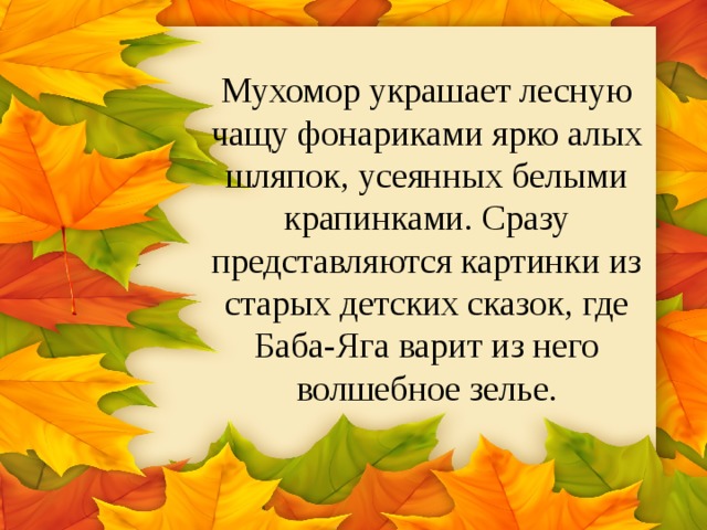 Мухомор украшает лесную чащу фонариками ярко алых шляпок, усеянных белыми крапинками. Сразу представляются картинки из старых детских сказок, где Баба-Яга варит из него волшебное зелье. 