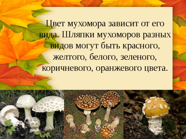 Цвет мухомора зависит от его вида. Шляпки мухоморов разных видов могут быть красного, желтого, белого, зеленого, коричневого, оранжевого цвета. 