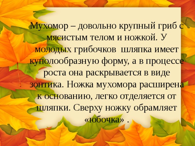 Мухомор – довольно крупный гриб с мясистым телом и ножкой. У молодых грибочков шляпка имеет куполообразную форму, а в процессе роста она раскрывается в виде зонтика. Ножка мухомора расширена к основанию, легко отделяется от шляпки. Сверху ножку обрамляет «юбочка» . 