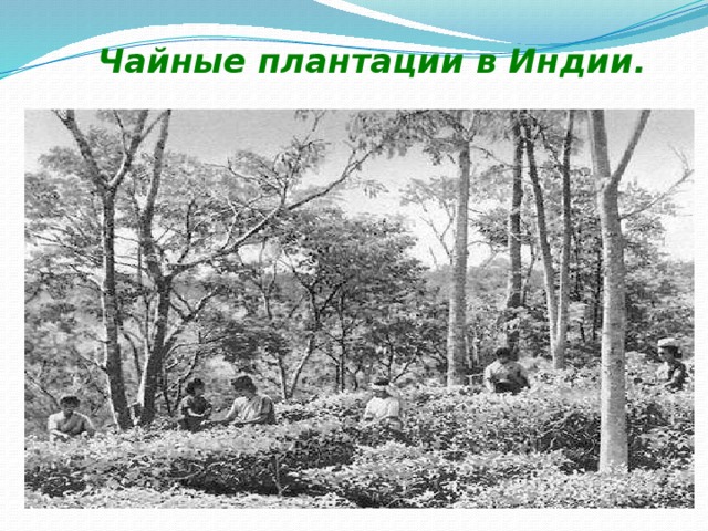 Чайные плантации в Индии. 
