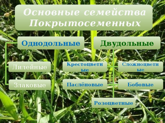 Основные семейства Покрытосеменных Двудольные Однодольные Сложноцветные Крестоцветные Лилейные Бобовые Паслёновые Злаковые Розоцветные 