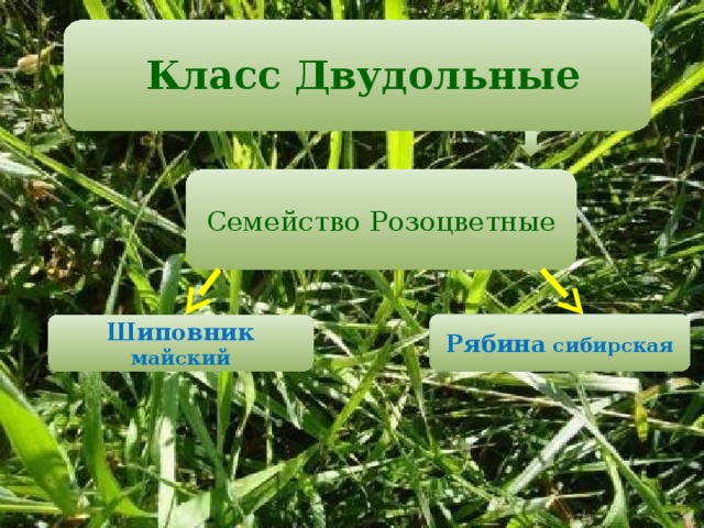  Класс Двудольные   Семейство Розоцветные Рябина сибирская Шиповник майский 