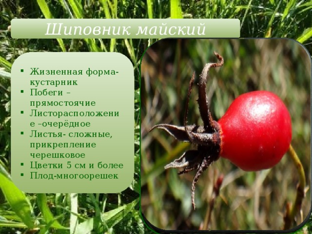 Шиповник майский Жизненная форма-кустарник Побеги – прямостоячие Листорасположение –очерёдное Листья- сложные, прикрепление черешковое Цветки 5 см и более Плод-многоорешек 