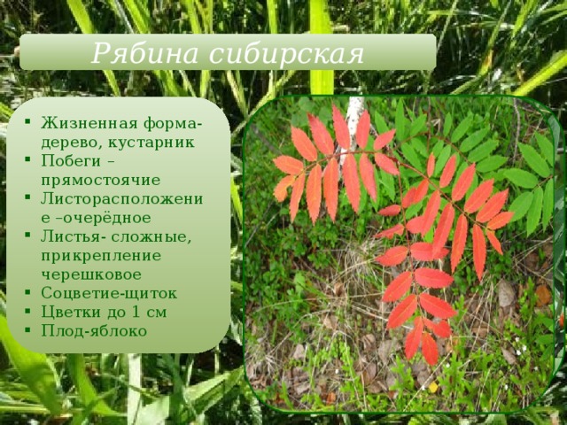 Рябина сибирская Жизненная форма-дерево, кустарник Побеги – прямостоячие Листорасположение –очерёдное Листья- сложные, прикрепление черешковое Соцветие-щиток Цветки до 1 см Плод-яблоко 