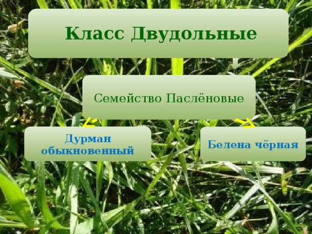  Класс Двудольные   Семейство Паслёновые Дурман обыкновенный Белена чёрная 