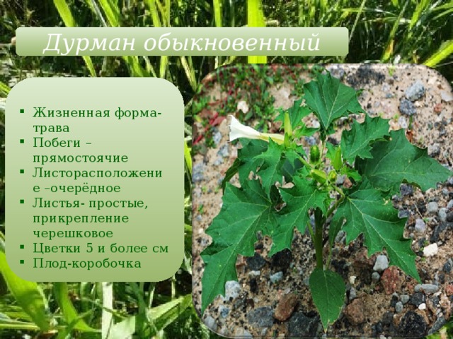 Дурман обыкновенный Жизненная форма-трава Побеги – прямостоячие Листорасположение –очерёдное Листья- простые, прикрепление черешковое Цветки 5 и более см Плод-коробочка 