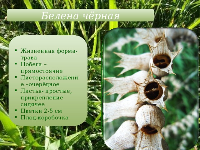 Белена чёрная Жизненная форма-трава Побеги – прямостоячие Листорасположение –очерёдное Листья- простые, прикрепление сидячее Цветки 2-5 см Плод-коробочка 