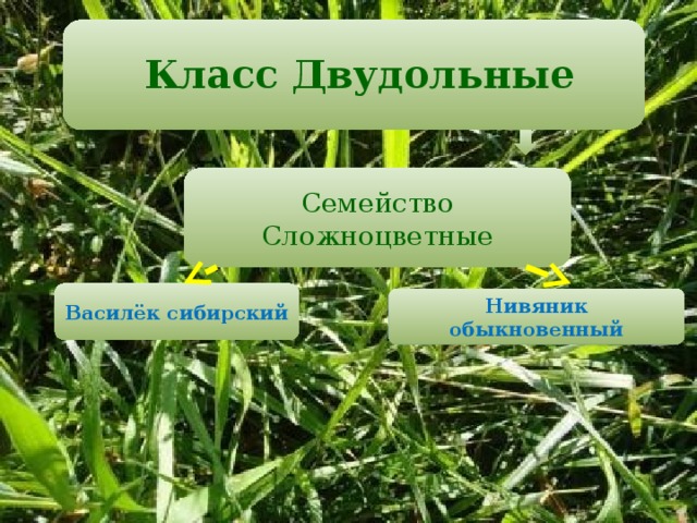  Класс Двудольные   Семейство Сложноцветные Василёк сибирский Нивяник обыкновенный 