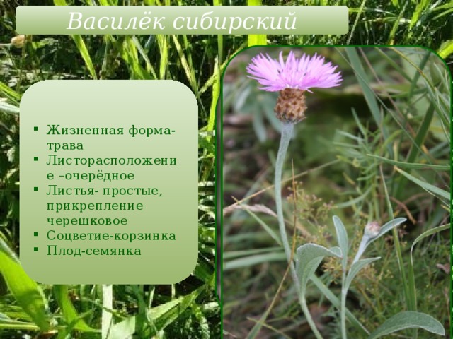 Василёк сибирский Жизненная форма-трава Листорасположение –очерёдное Листья- простые, прикрепление черешковое Соцветие-корзинка Плод-семянка 