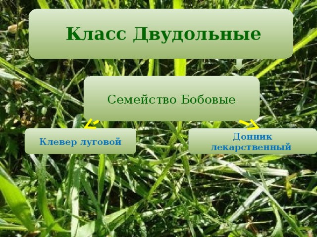  Класс Двудольные   Семейство Бобовые Клевер луговой Донник лекарственный 