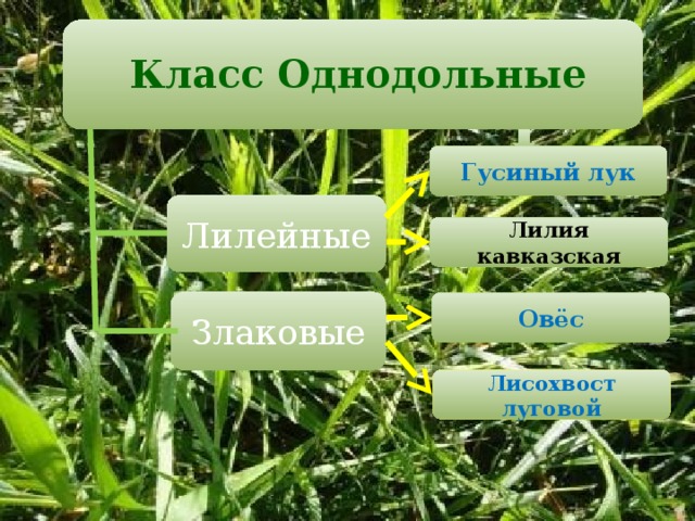  Класс Однодольные   Гусиный лук Лилейные Лилия кавказская Злаковые Овёс Лисохвост луговой 