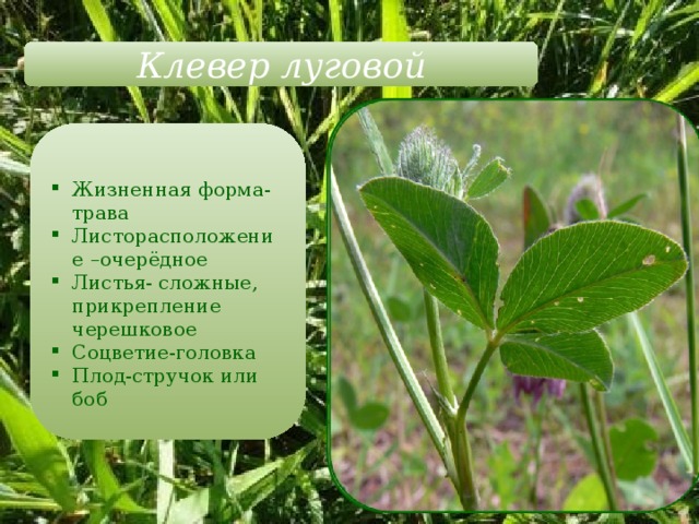 Клевер луговой Жизненная форма-трава Листорасположение –очерёдное Листья- сложные, прикрепление черешковое Соцветие-головка Плод-стручок или боб 