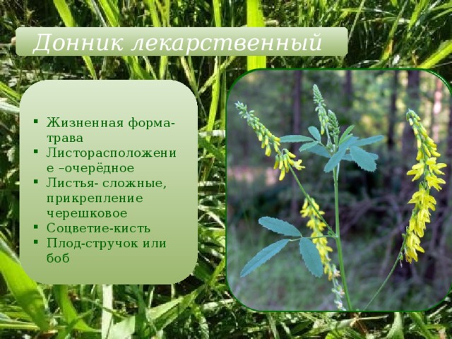 Донник лекарственный Жизненная форма-трава Листорасположение –очерёдное Листья- сложные, прикрепление черешковое Соцветие-кисть Плод-стручок или боб 
