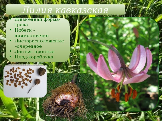 Лилия кавказская Жизненная форма-трава Побеги – прямостоячие Листорасположение –очерёдное Листья- простые Плод-коробочка 