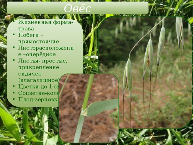 Овёс Жизненная форма-трава Побеги – прямостоячие Листорасположение –очерёдное Листья- простые, прикрепление сидячее (влагалищное) Цветки до 1 см Соцветие-колос Плод-зерновка 