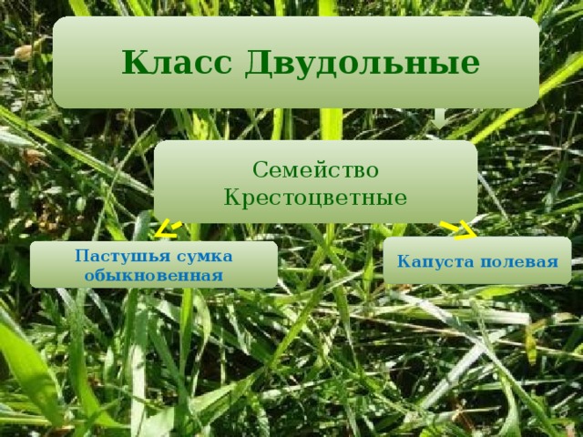  Класс Двудольные   Семейство Крестоцветные Капуста полевая Пастушья сумка обыкновенная 