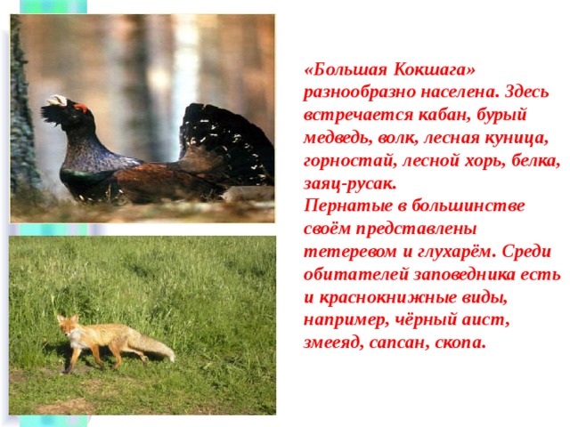 «Большая Кокшага» разнообразно населена. Здесь встречается кабан, бурый медведь, волк, лесная куница, горностай, лесной хорь, белка, заяц-русак.  Пернатые в большинстве своём представлены тетеревом и глухарём. Среди обитателей заповедника есть и краснокнижные виды, например, чёрный аист, змееяд, сапсан, скопа. 