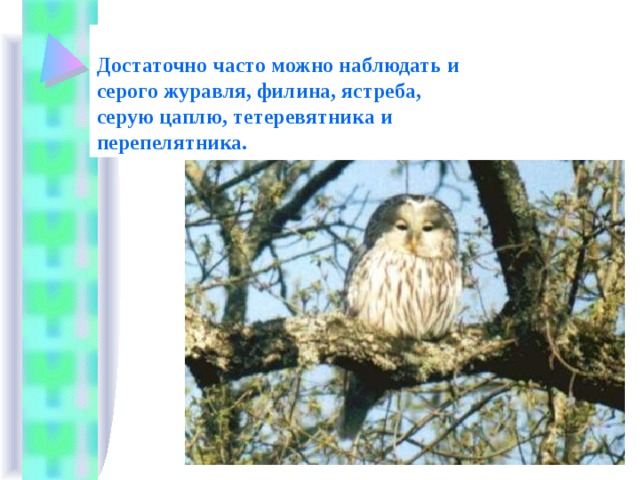 Достаточно часто можно наблюдать и серого журавля, филина, ястреба, серую цаплю, тетеревятника и перепелятника. 