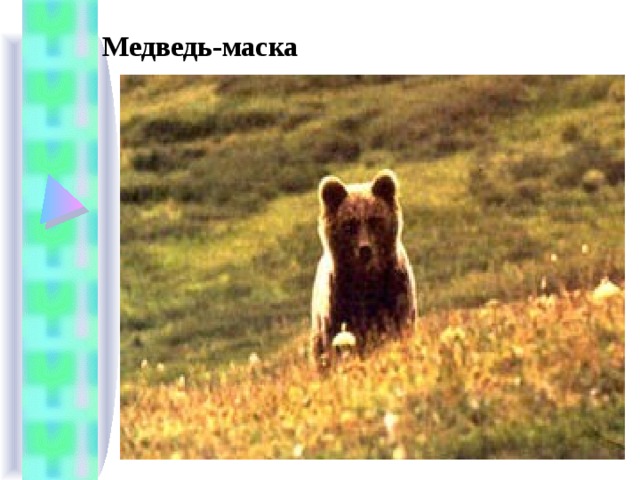 Медведь-маска 