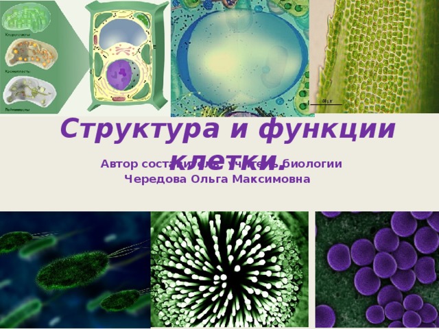 Структура и функции клетки.  Автор составитель: учитель биологии Чередова Ольга Максимовна 