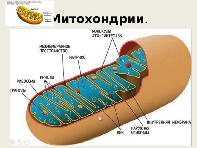 Митохондрии . 