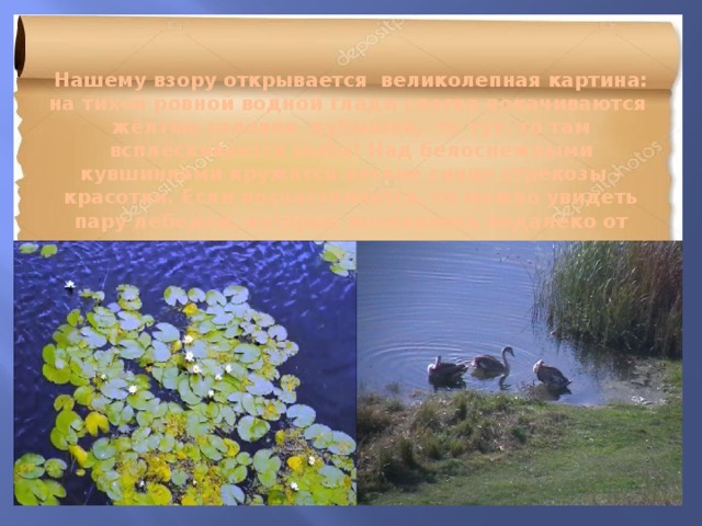 Нашему взору открывается великолепная картина: на тихой ровной водной глади слегка покачиваются жёлтые головки кубышек, то тут, то там всплёскивается рыба! Над белоснежными кувшинками кружатся легкие синие стрекозы - красотки. Если посчастливится, то можно увидеть пару лебедей, которые поселились недалеко от моста, выше по течению реки. 