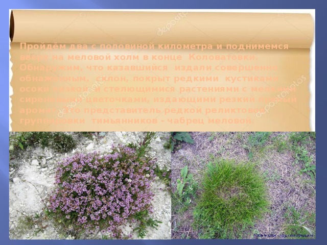   Пройдём два с половиной километра и поднимемся вверх на меловой холм в конце Коловатовки. Обнаружим, что казавшийся издали совершенно обнажённым, склон, покрыт редкими кустиками осоки низкой и стелющимися растениями с мелкими сиреневыми цветочками, издающими резкий пряный аромат. Это представитель редкой реликтовой группировки тимьянников - чабрец меловой. 