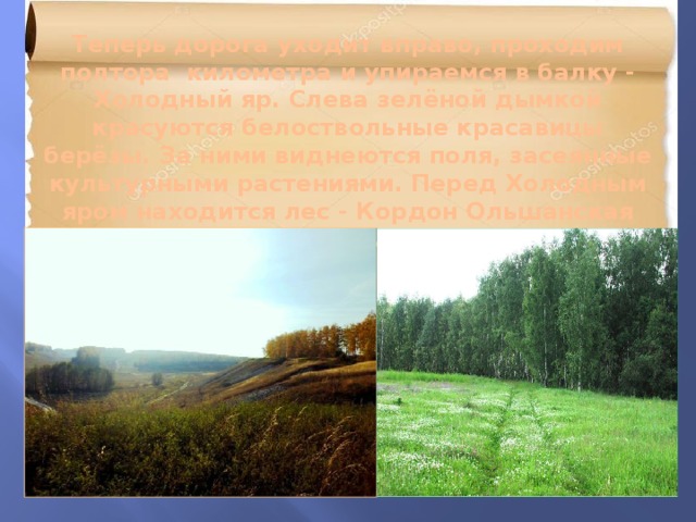 Теперь дорога уходит вправо, проходим полтора километра и упираемся в балку - Холодный яр. Слева зелёной дымкой красуются белоствольные красавицы берёзы. За ними виднеются поля, засеянные культурными растениями. Перед Холодным яром находится лес - Кордон Ольшанская дача.   
