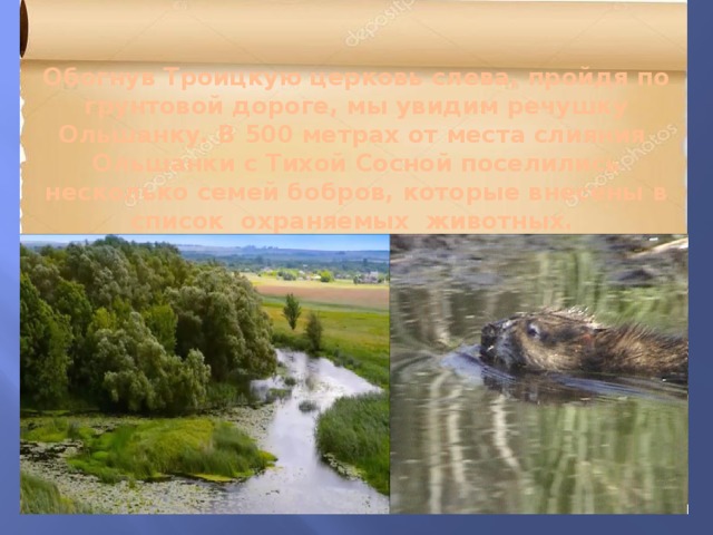 Обогнув Троицкую церковь слева, пройдя по грунтовой дороге, мы увидим речушку Ольшанку. В 500 метрах от места слияния Ольшанки с Тихой Сосной поселились несколько семей бобров, которые внесены в список охраняемых животных. 