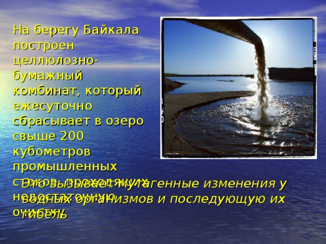 На берегу Байкала построен целлюлозно-бумажный комбинат, который ежесуточно сбрасывает в озеро свыше 200 кубометров промышленных стоков, проходящих недостаточную очистку  Это вызывает мутагенные изменения у водных организмов и последующую их гибель 