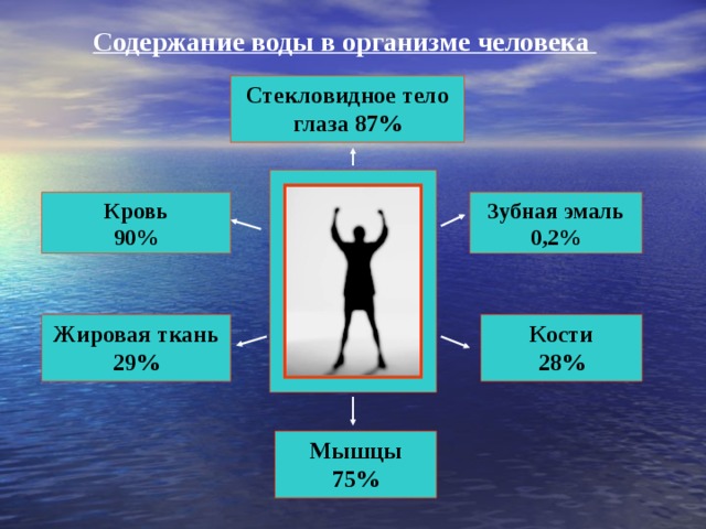 Содержание воды в организме человека Стекловидное тело глаза 87%    Зубная эмаль 0,2% Кровь 90% Кости 28% Жировая ткань 29% Мышцы 75% 