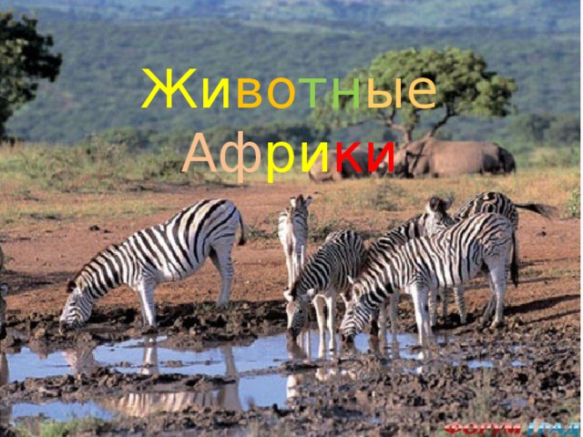 Жи во тн ые  Аф ри ки 