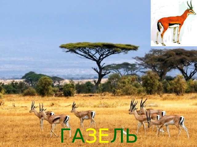ГА ЗЕ ЛЬ 