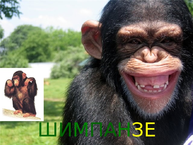 ШИ М ПА Н ЗЕ 
