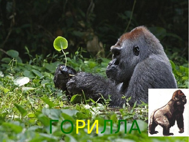 ГО РИ Л ЛА 