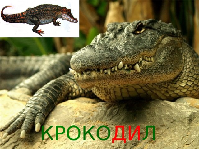К РО КО ДИ Л 